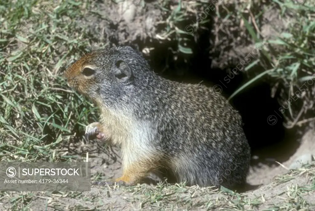 Columbian Ground Squirrel (Spermophilus columbianus) Banff NP, Canada