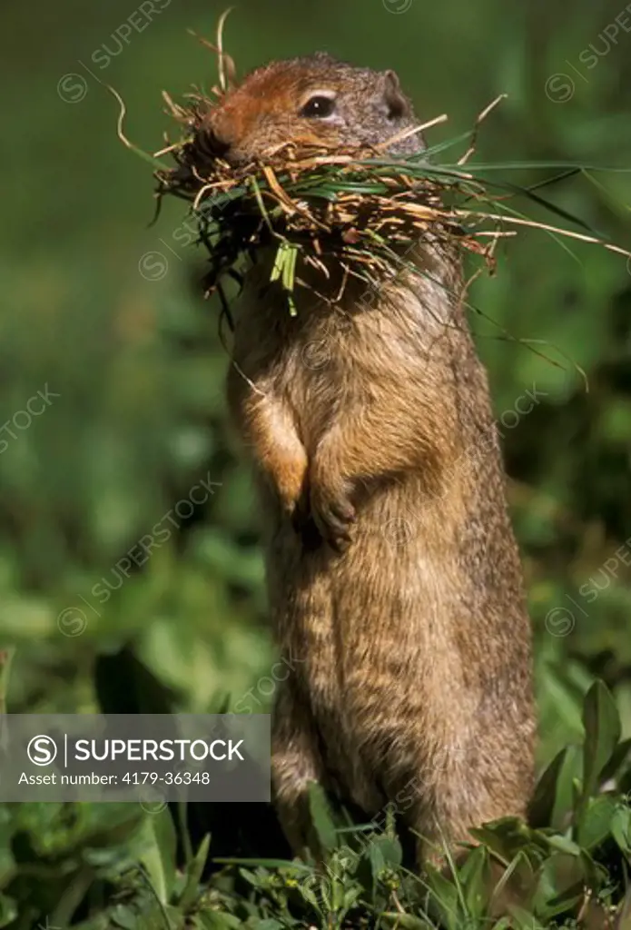 Columbian Ground Squirrel collecting grass for its den (Spermophilus columbianus) Glacier Natl Park, MT
