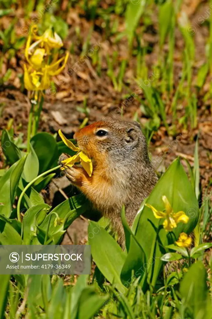 Columbian Ground Squirrel (Spermophilus columbianus) eating fawn lily, Glacier Nat'l Park, MT
