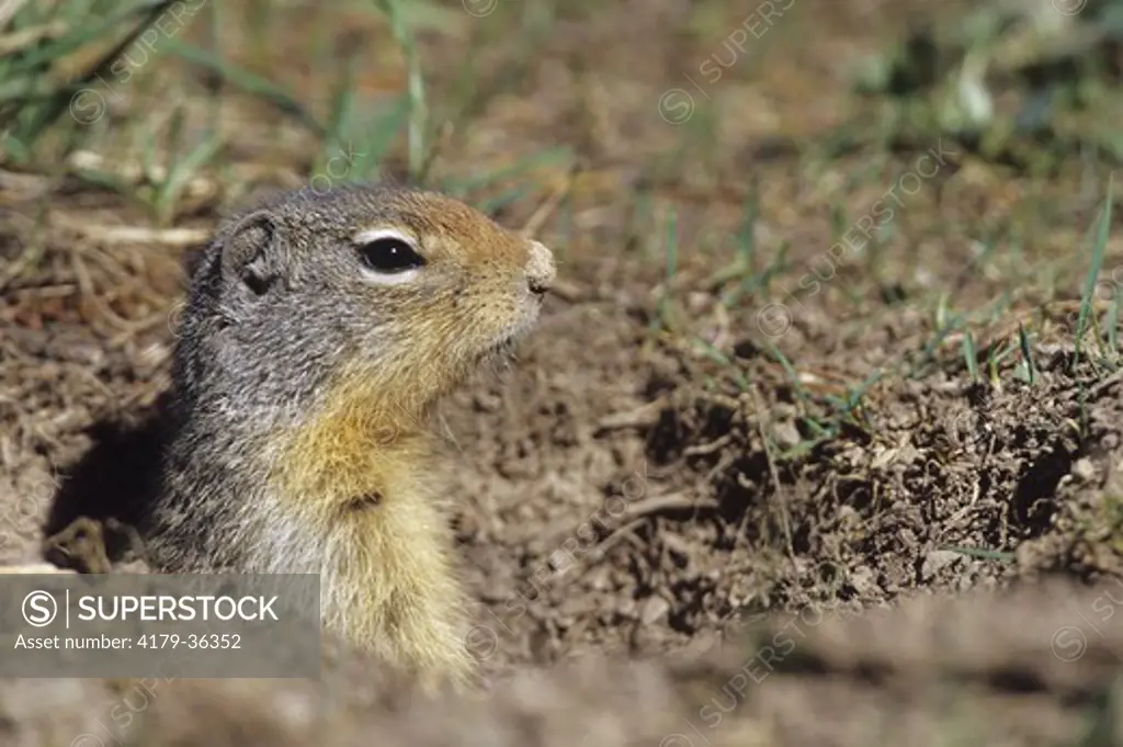 Columbian Ground Squirrel (Spermophilus columbianus), Glacier NP, MT