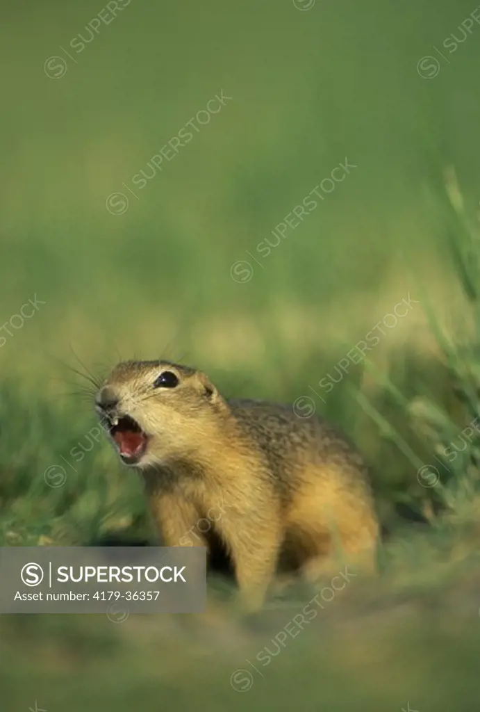 Richardson's Ground Squirrel whistling (Spermophilus richardsonii) Oak Marsh NWR, Man., Canada