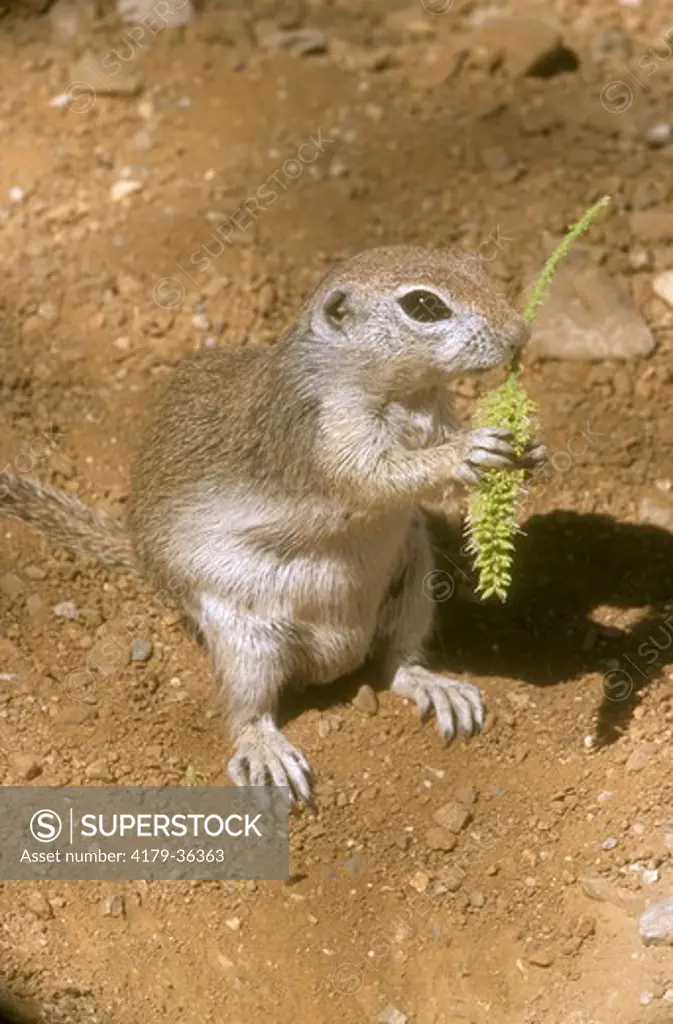 Roundtailed Ground Squirrel (Spermophilus treticaudus) AZ  eating mesquite blossom