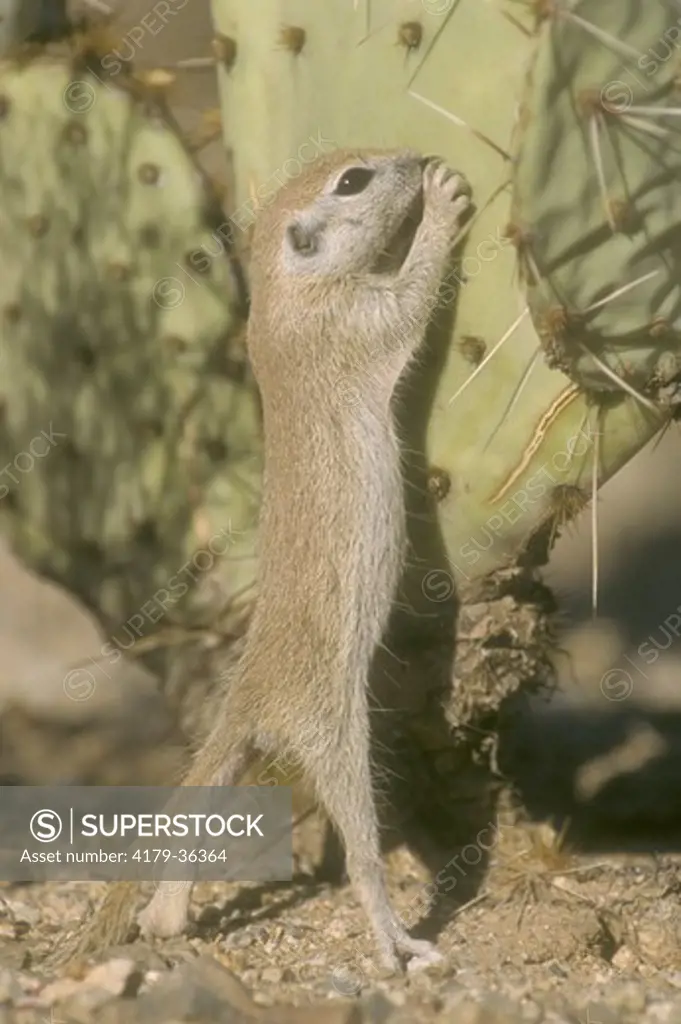 Round-tailed Ground Squirrel on Cactus, AZ (Spermophilus tereticaudus)
