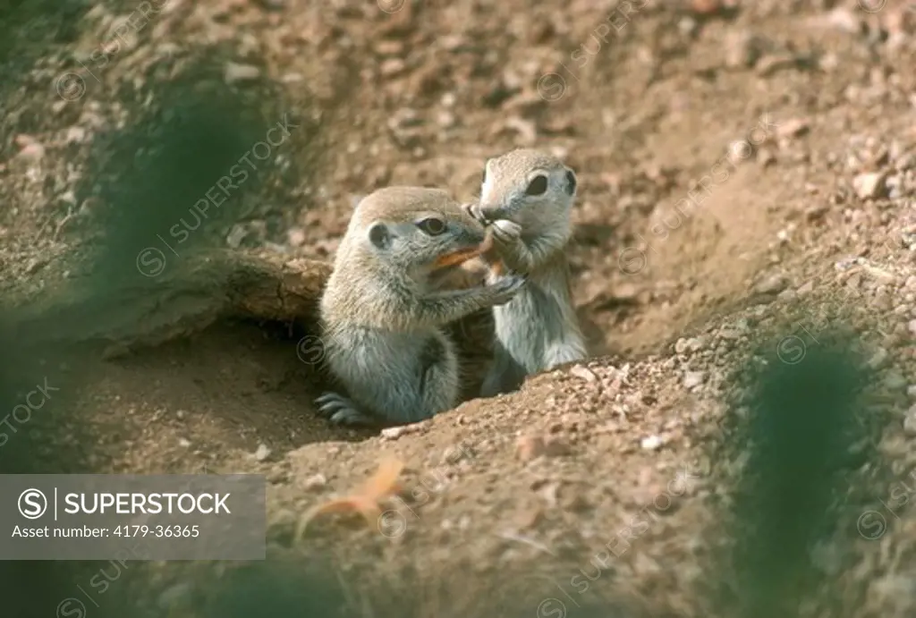 Baby Round-tailed Ground Squirrels sharing flower petal, Tucson, AZ