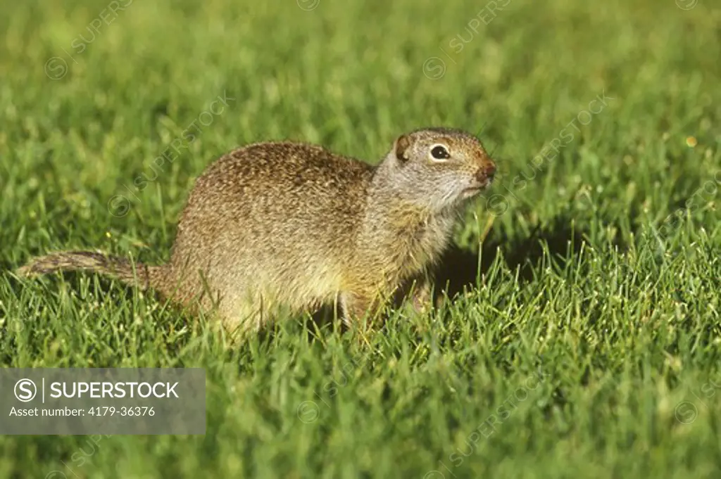 Uinta Ground Squirrel on Manicured Lawn, Pest, Mammoth, Wyoming