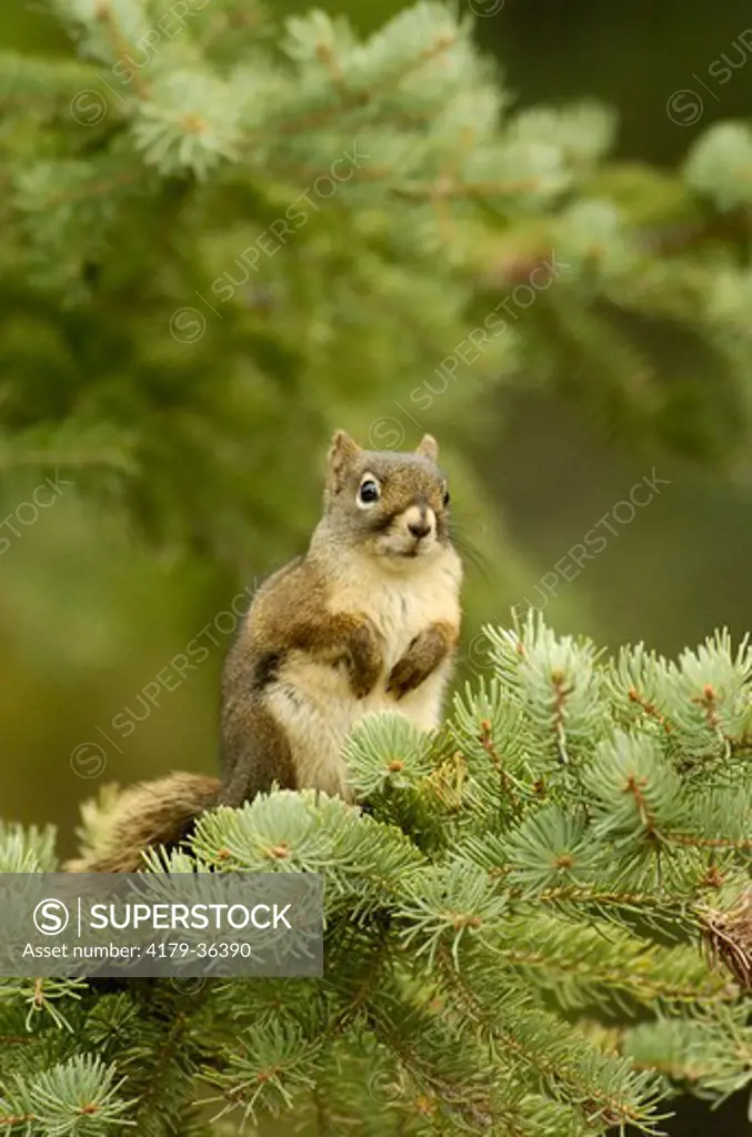 Red Squirrel (Tamiasciurus hudsonicus) Jasper N.P. Alberta Canada