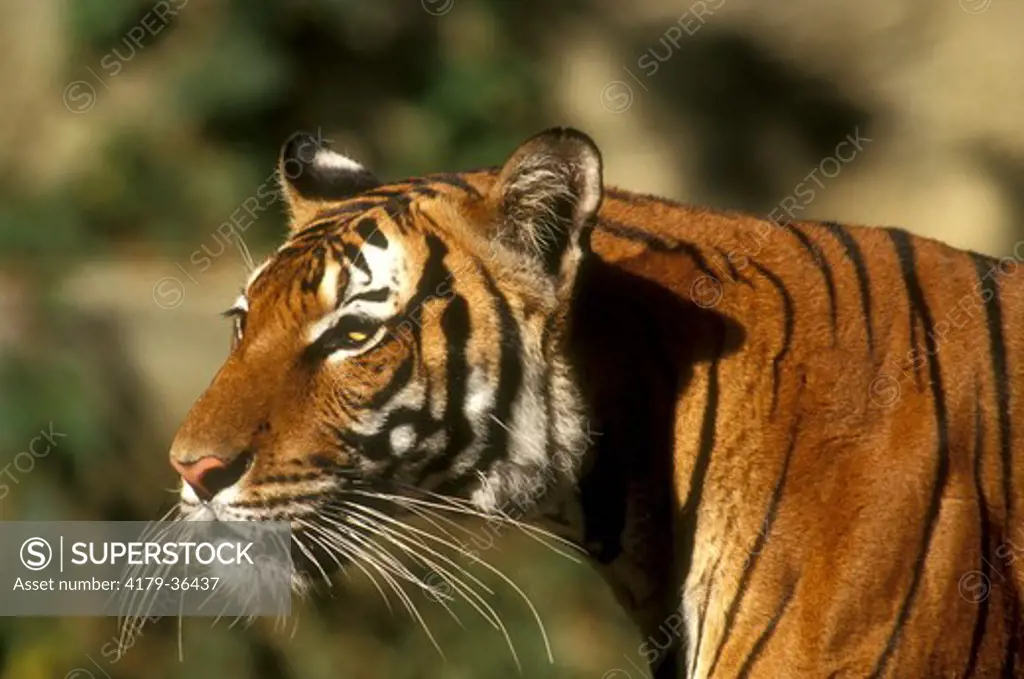 Indo-chinese Tiger (Panthera tigris corbetti), head shot