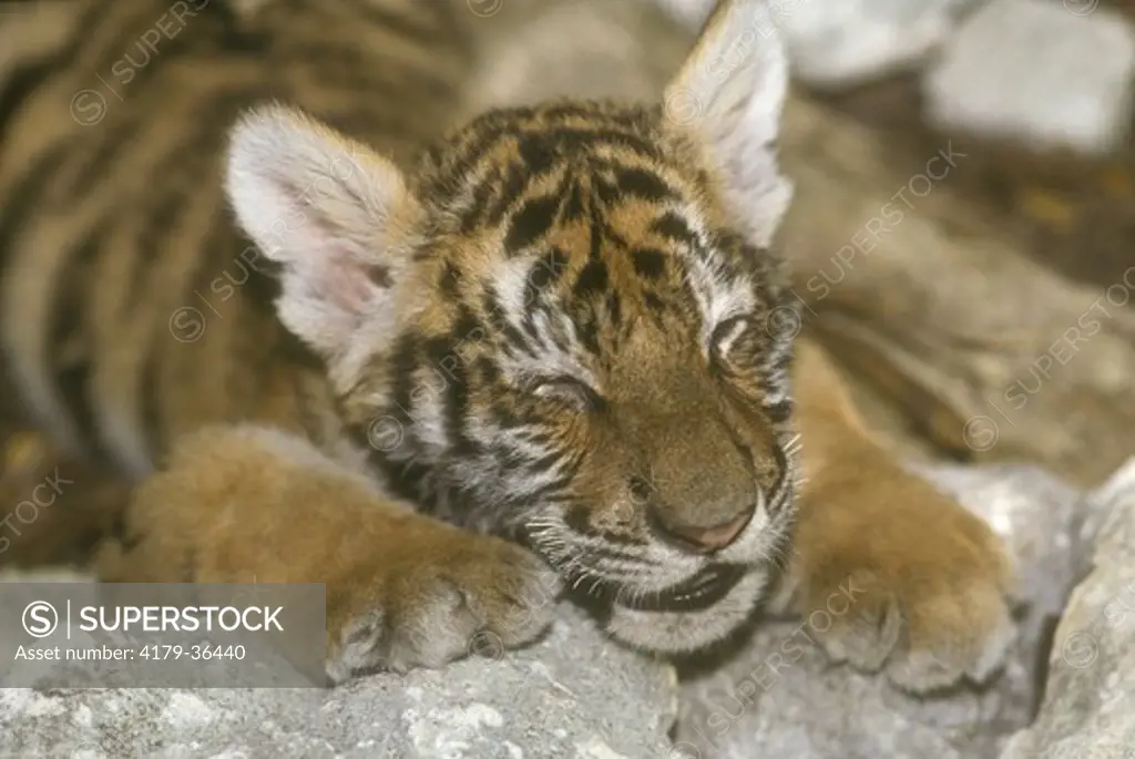 Bengal Tiger cub sleeping (Panthera tigris tigris) India, Endangered (USESA), CITES I, Endangered (IUCN)