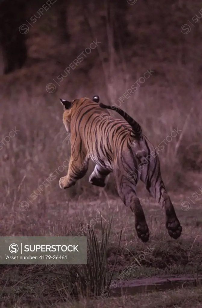 Tiger male leaping over a stream Bandhavgarh NP - INDIA