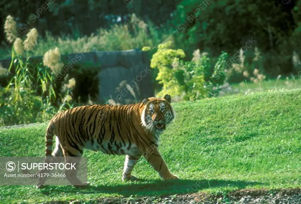 Bengal Tiger (Panthera tigris) Metro Zoo/Miami, FL