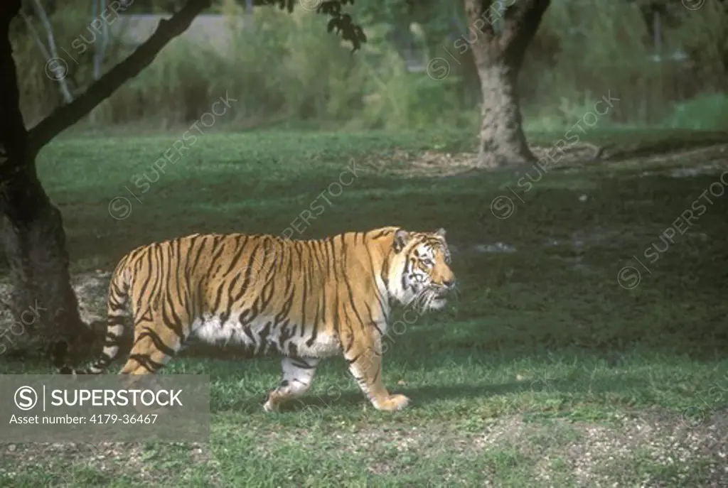 Bengal Tiger (Panthera tigris) Metro Zoo/Miami, FL