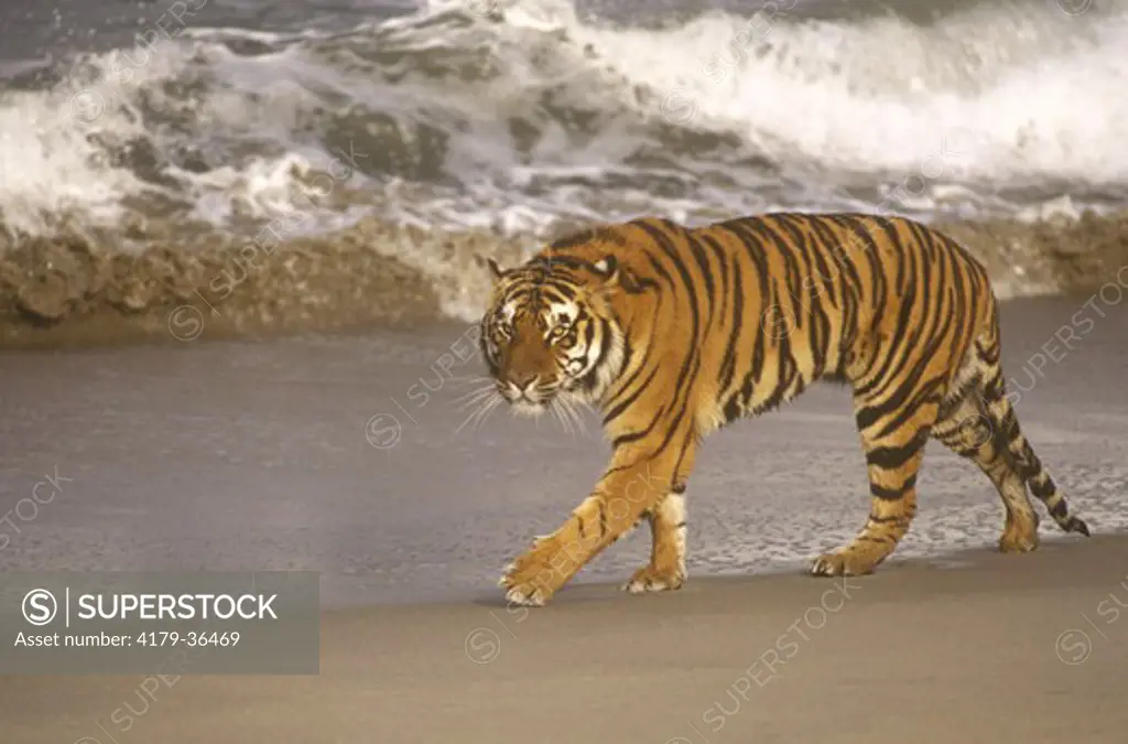 Bengal Tiger (Panthera tigris) ** Captive, Monterey Coast, CA