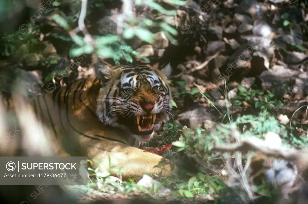 Tiger Aggressive Threat Gesture , Ranthambor, India (Panthera tigris)