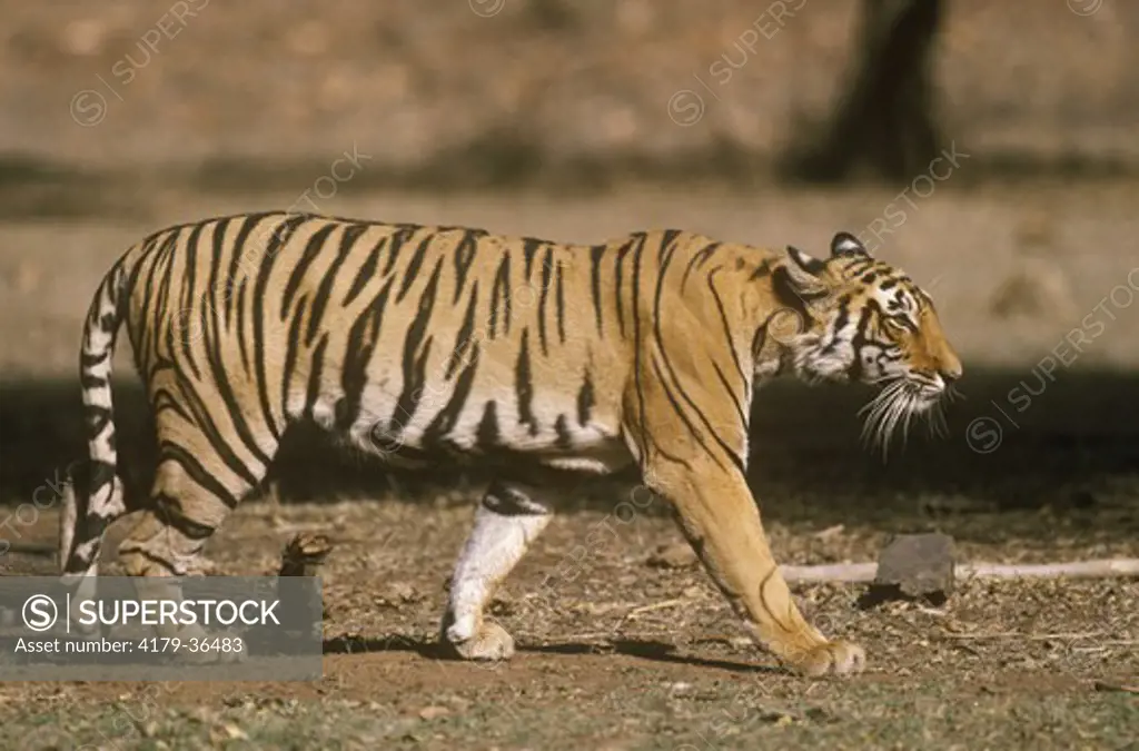 Tiger         (Panthera tigris) Rantambor, India