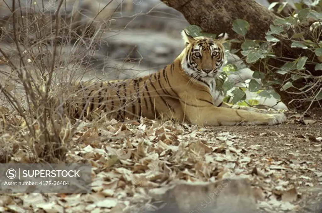 Bengal Tiger (Panthera tigris) Rajasthan, India