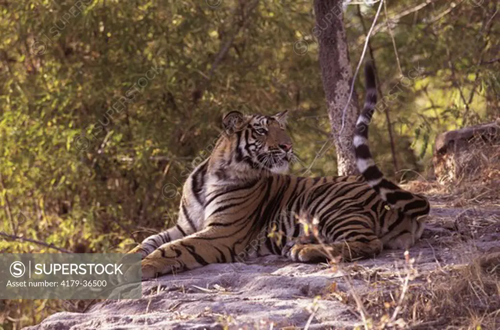 Tiger tail-playing - Bandhavgarh NP - INDIA