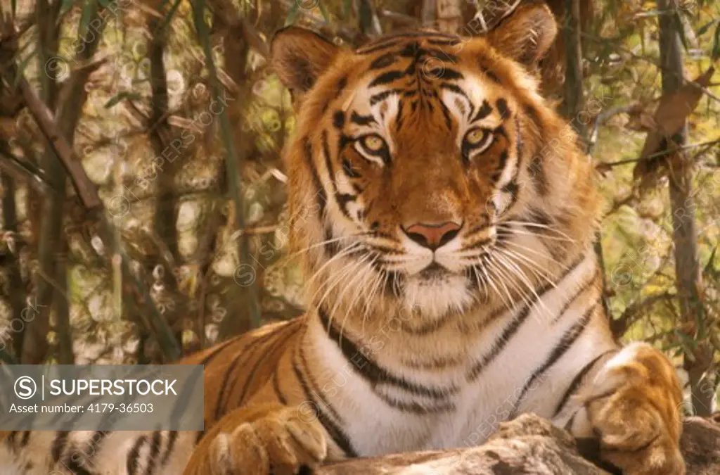 Royal Bengal Tiger (Neofelis Tigris Tigris)