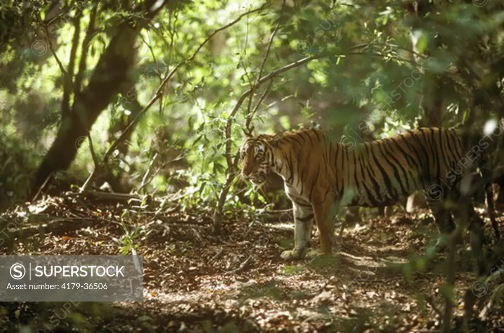 Tiger (Panthera tigris) Rantambor, India