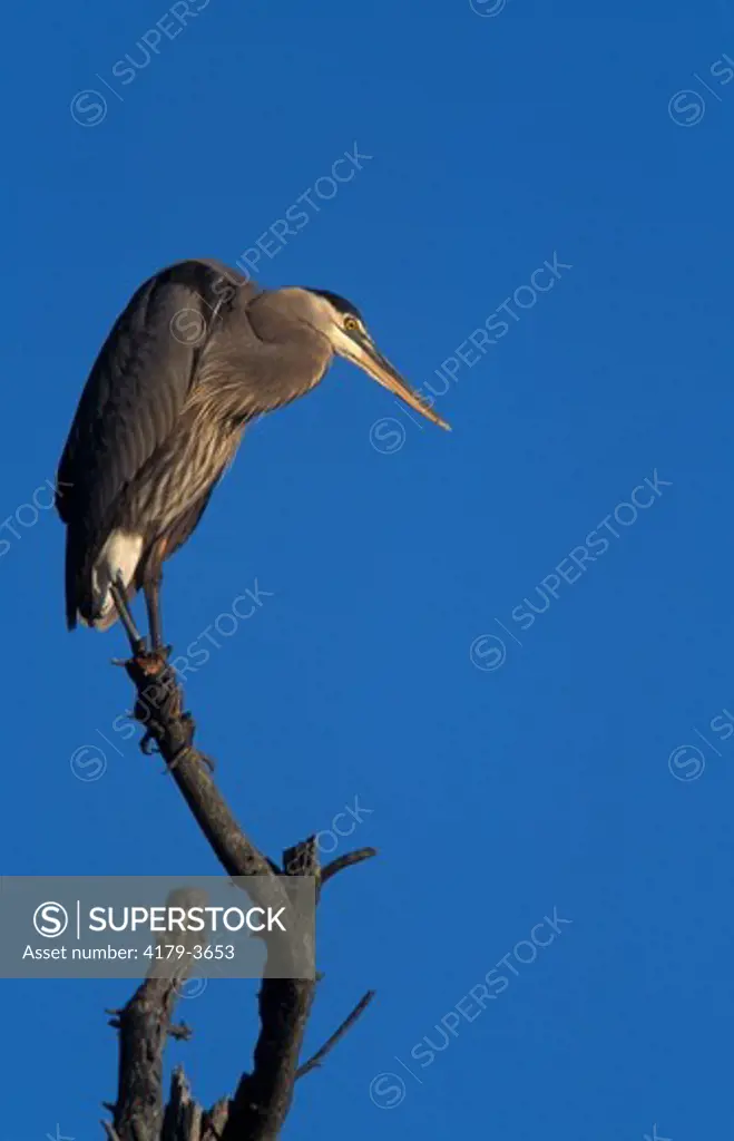Durham, NH. A Great Blue Heron, Ardea herodias, in a rookery on the Nature Conservancy's Lubberland Creek Preserve near Great Bay in Durham, NH. New Hampshire