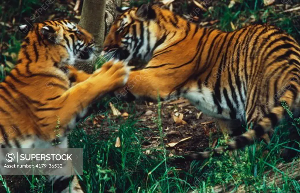 Indo-Chinese Tigers Sparring (Panthera tigris) San Diego Zoo