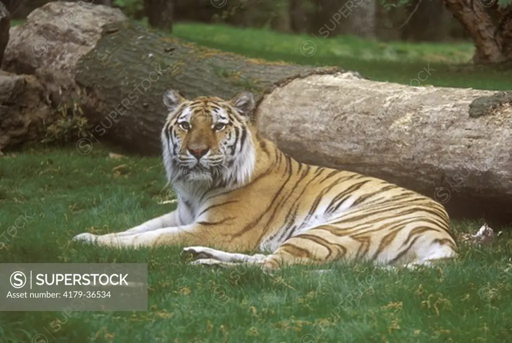 Siberian Tiger, female (Panthera tigris altaica), Bronx Zoo, New York