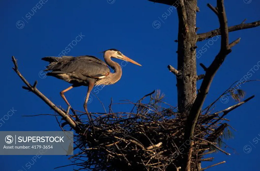 Durham, NH. A Great Blue Heron, Ardea herodias, in a rookery on the Nature Conservancy's Lubberland Creek Preserve near Great Bay in Durham, NH. New Hampshire