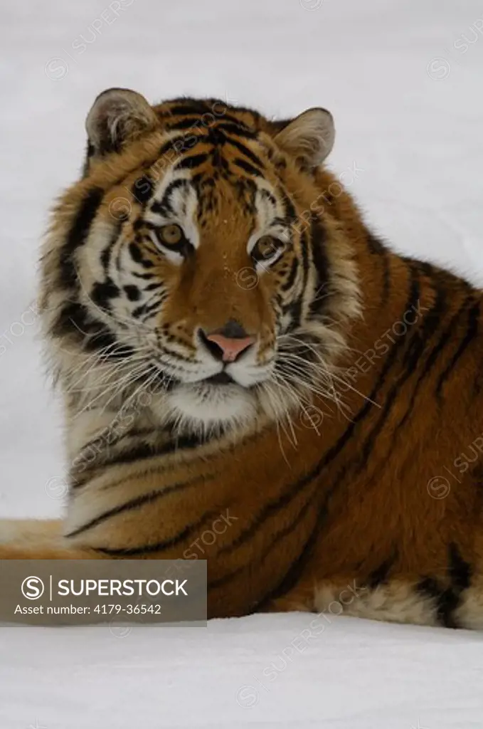 Siberian Tiger  (Panthera tigris altaica)