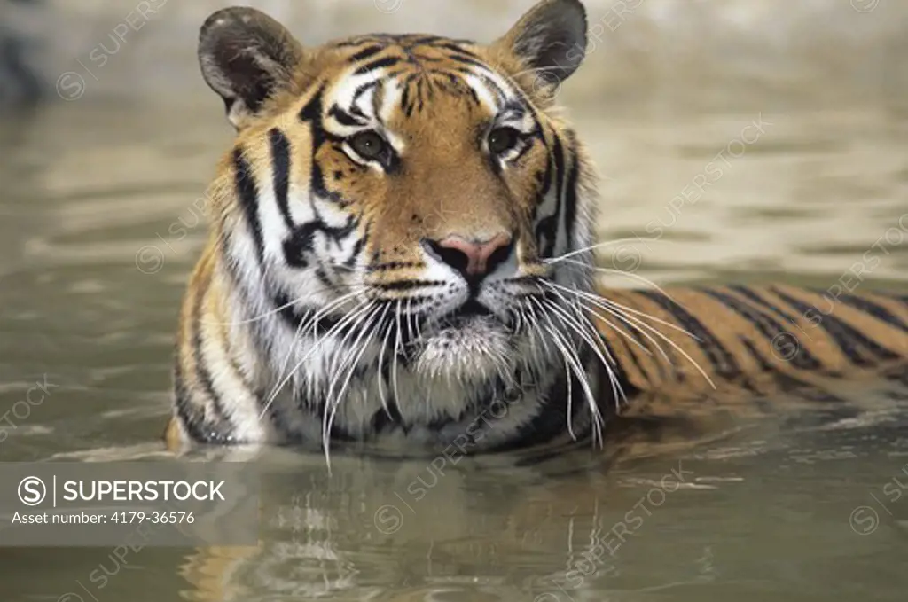 Siberian Tiger in Pond (Panthera tigris altaica), portrait, Velvia, IC