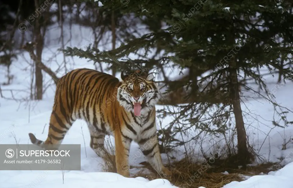Siberian Tiger flehmening (Panthera tigrius altaica) Amur-Ussuri area SE Siberia