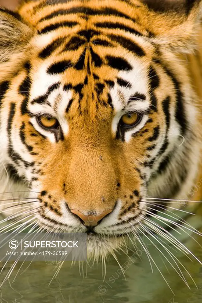 Siberian tiger drinking (Panthera tigris altaica), Minnesota Zoo