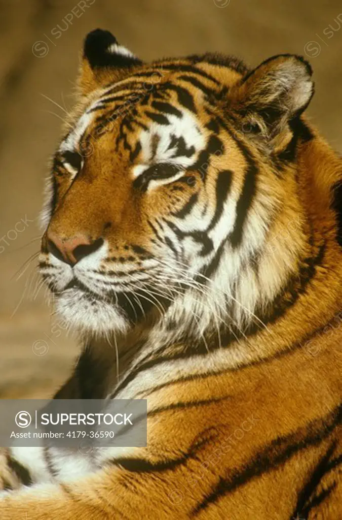 Siberian Tiger / Amur Tiger portrait (Panthera tigris altaica) Russia, China, & Korea, Endangered