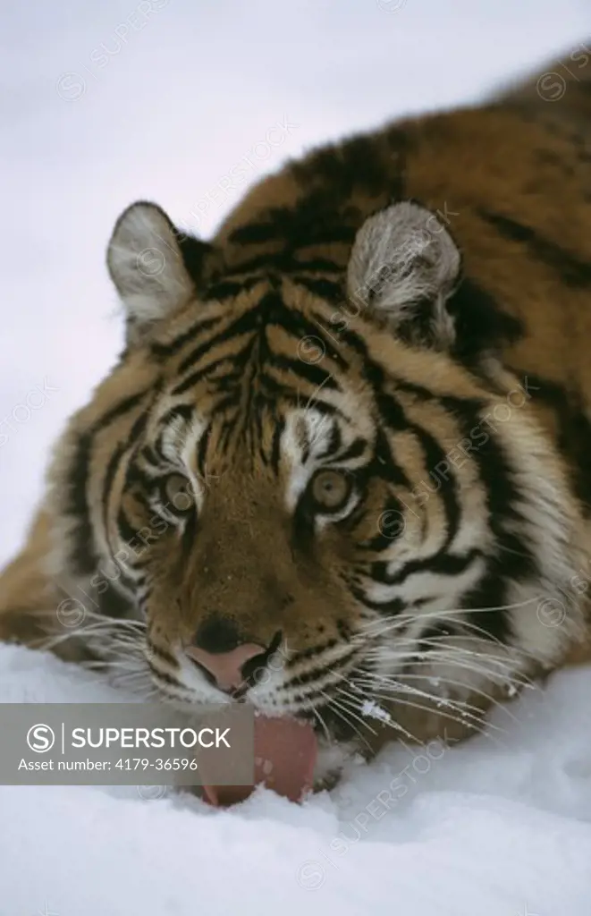 Siberian Tiger (Panthera tigris altaica), eating Snow, captive