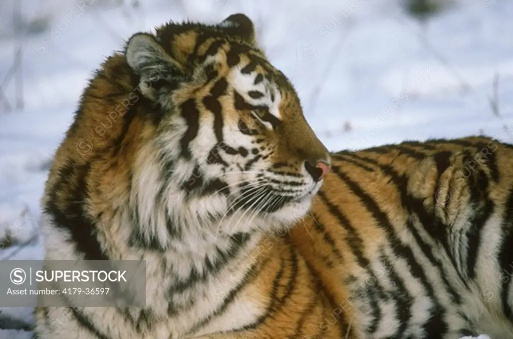 Siberian Tiger (Panthera tigris altaica), Profile, Far East, Russia