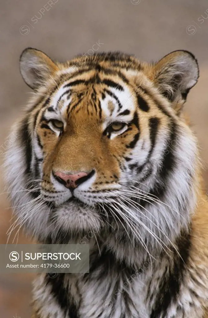Head Shot of Siberian Tiger