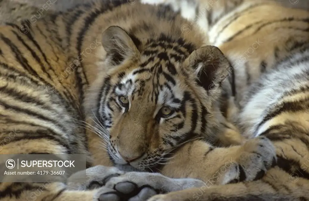 Siberian Tiger Cub snuggled up to Mom, IC