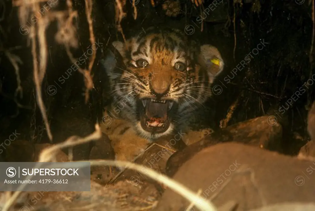 Wild Siberian Tiger Cub in Den (Panthera tigris altaica),  Far East, Russia