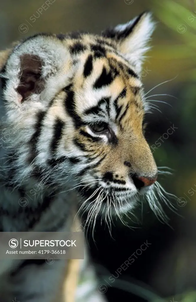 Siberian Tiger Cub (Panthera tigris altaica),  Amur Ussuri Area, SE Siberia