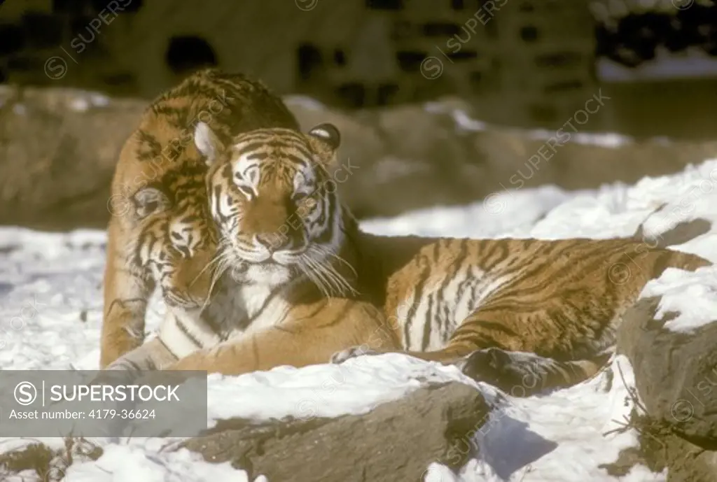 Siberian Tiger Cub Nuzzling Mother