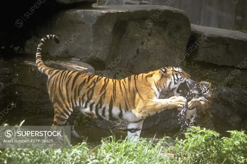 Siberian Tiger  Mom Telling Cub to Knock it Off
