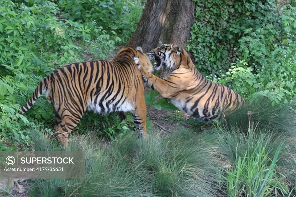 Sumatran Tiger (Panthera tigris sumatrae) fighting