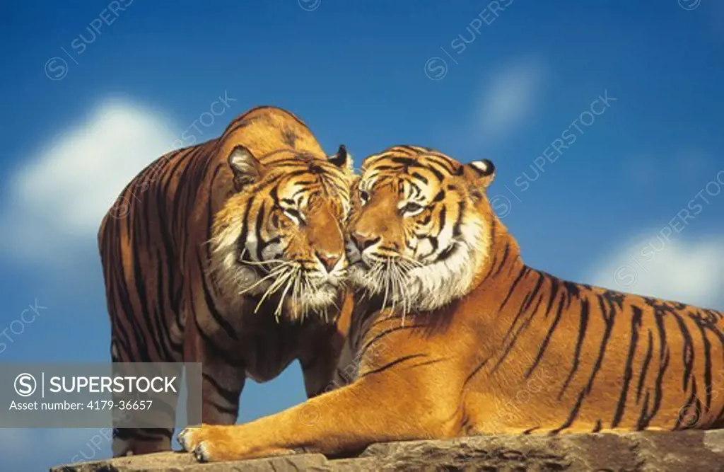 2 Sumatran Tigers, (Panthera tigris sumatrae), digitally enhanced