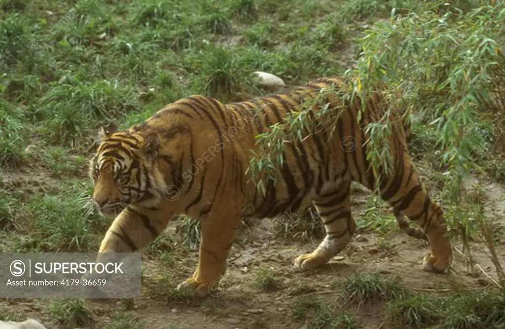 Sumatra Tiger (Panthera tigris sumatrae) Sumatra, Indonesia