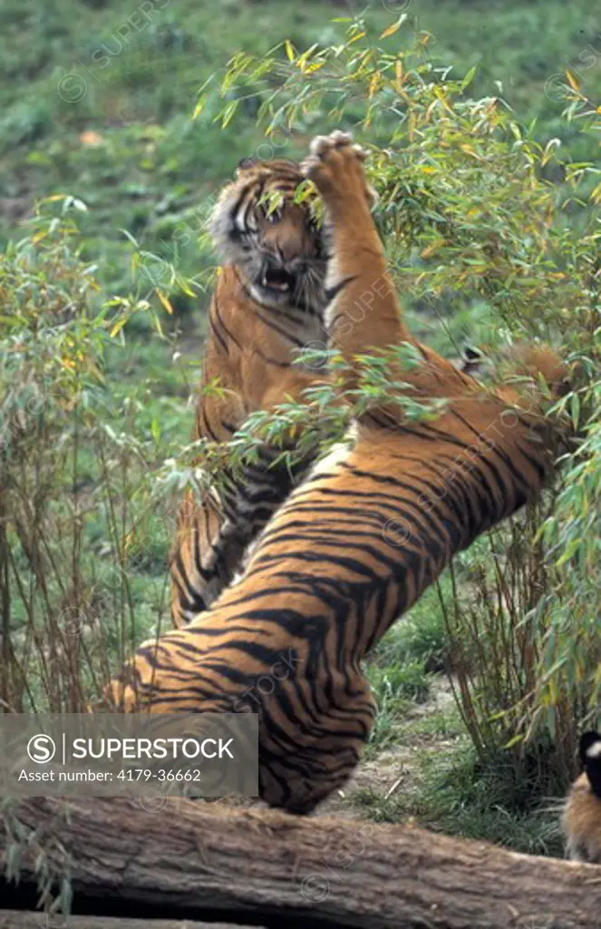 Sumatran Tigers fighting (Panthera tigris sumatrae), Sumatra, Indonesia