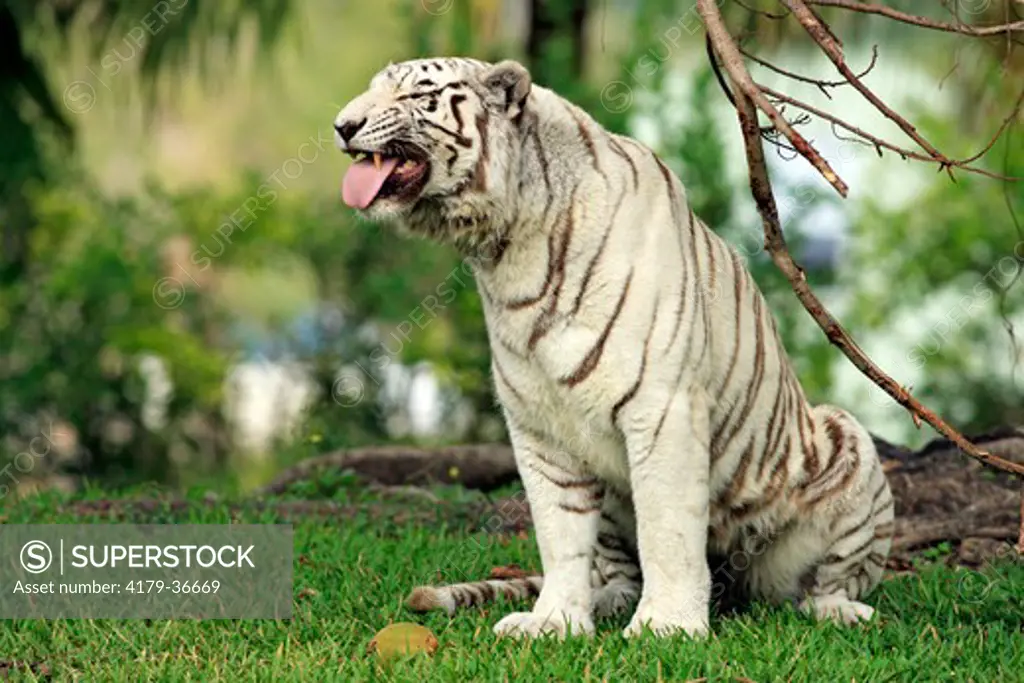 Indian Tiger (Panthera tigris tigris) Adult smelling, India