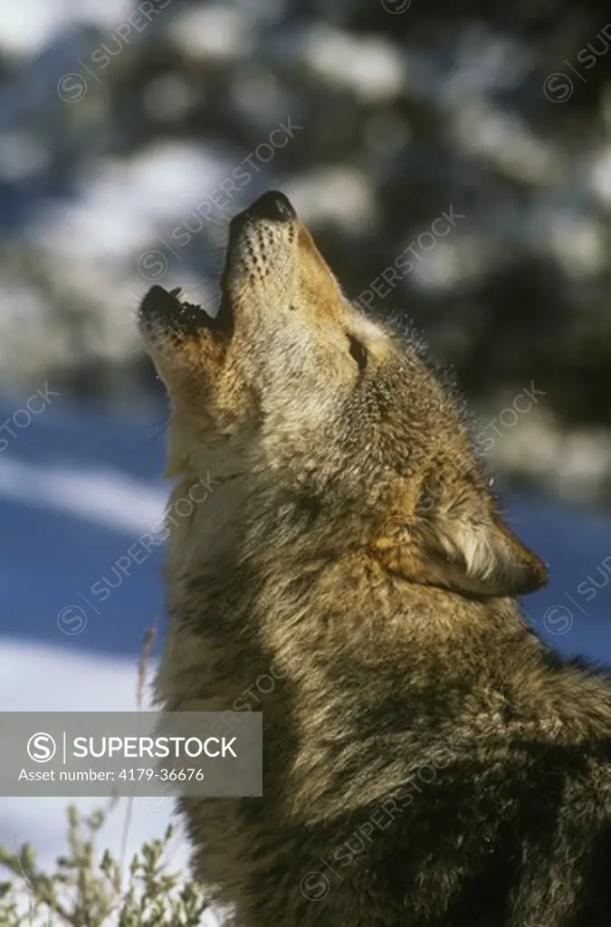 Gray Wolf Howling in snow (Canis lupus) Bridger Mtns. - Montana