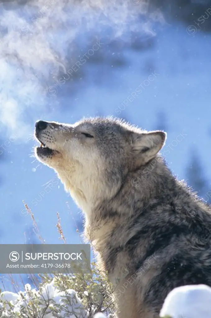 Grey Wolf howling (Captive) (Canis lupus) Bridger Mtns., Montana IC note breath