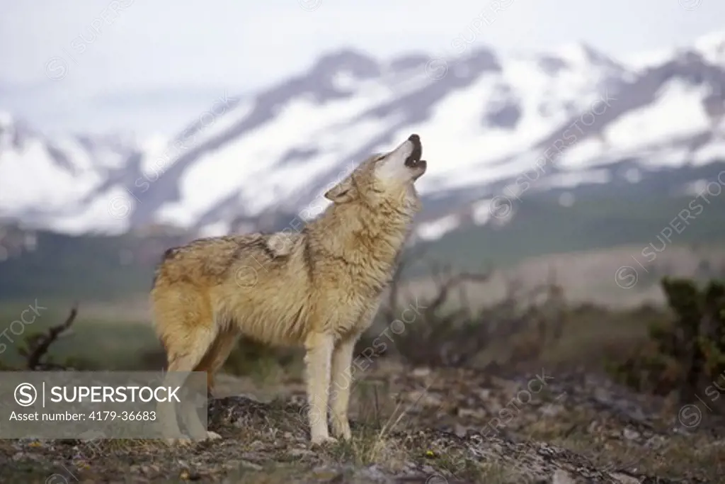 Gray Wolf howling (Canis lupus), Glacier NP, MT, Captive