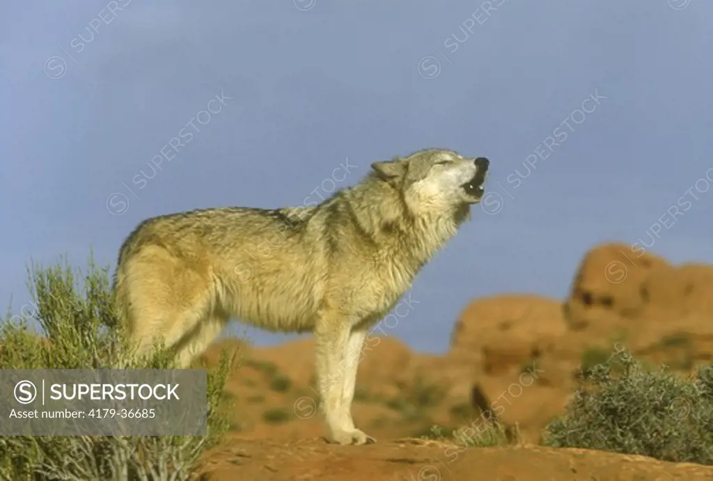 Gray or Timber Wolf howling (Canis lupus), adult, Utah