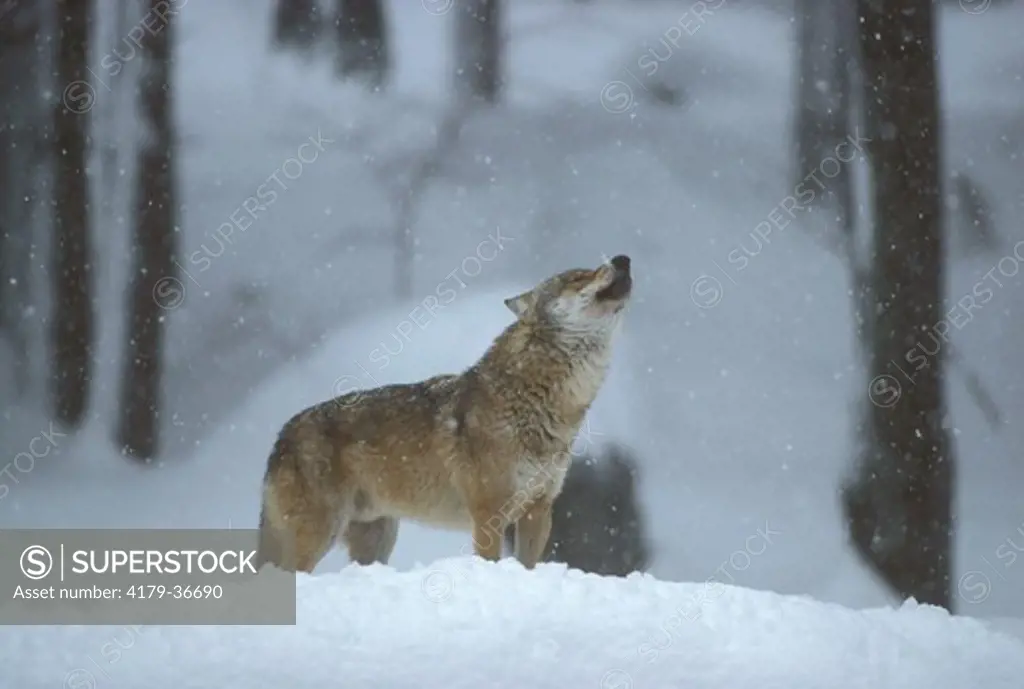 Gray Wolf Howling (Canis luous lupus) Bayr Wald NP Bavaria Germany