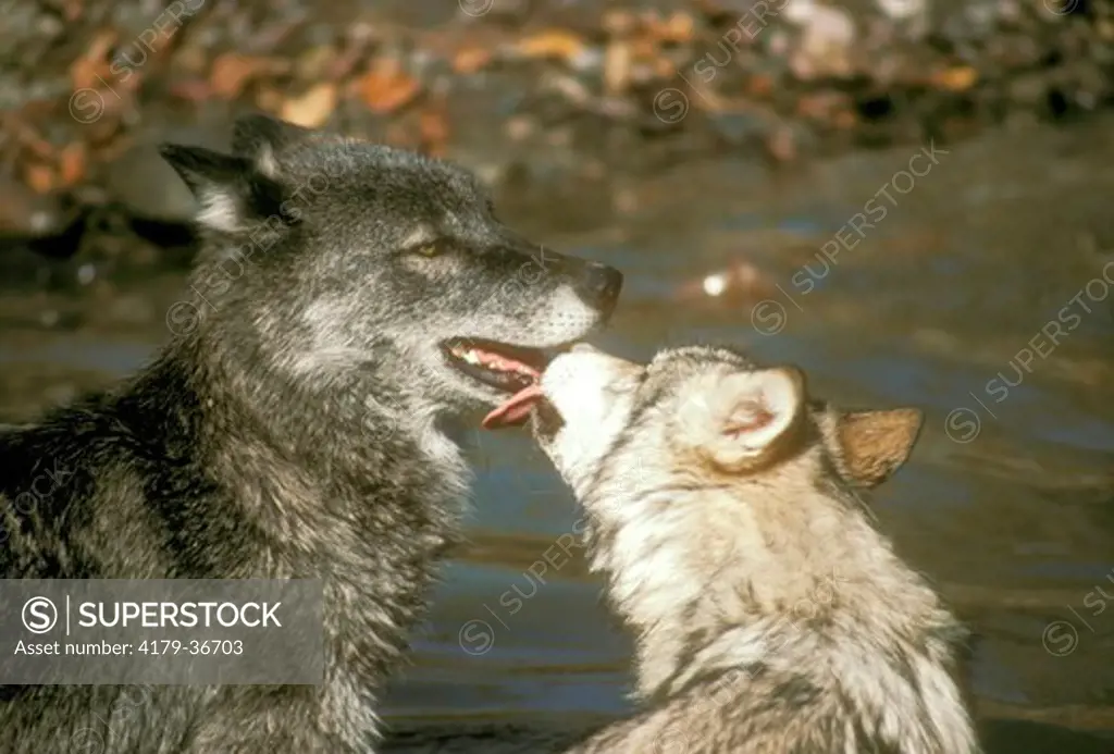 Gray Wolves  (Canis lupus) Subordinate Greeting Alpha Female (Dark) Kalispell, MT